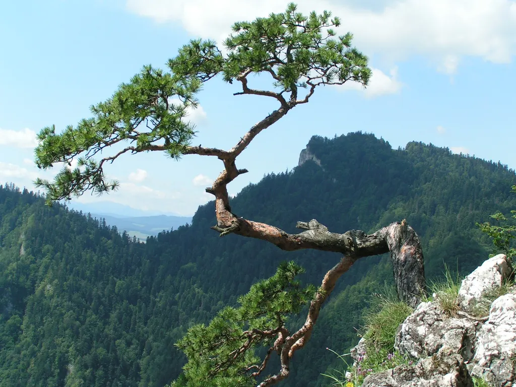 Sokolica
