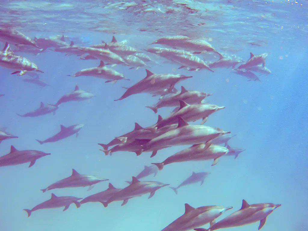 Rafa Sataya (Dolphin House)