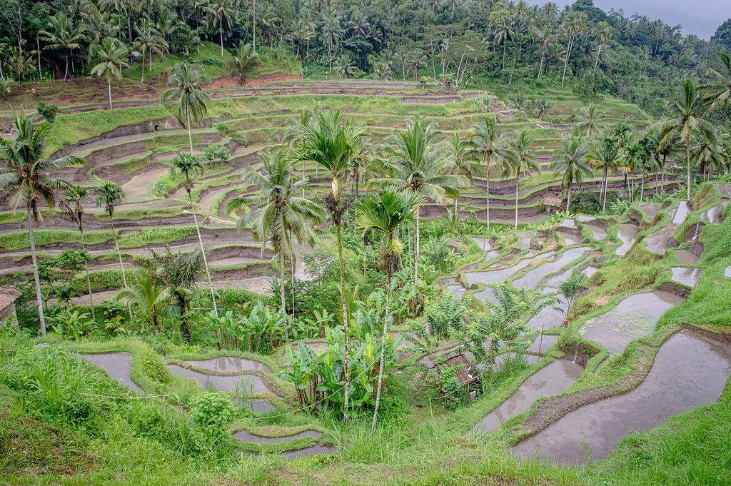 Ubud: tarasy ryżowe Tegallalang i Święty Las Małp