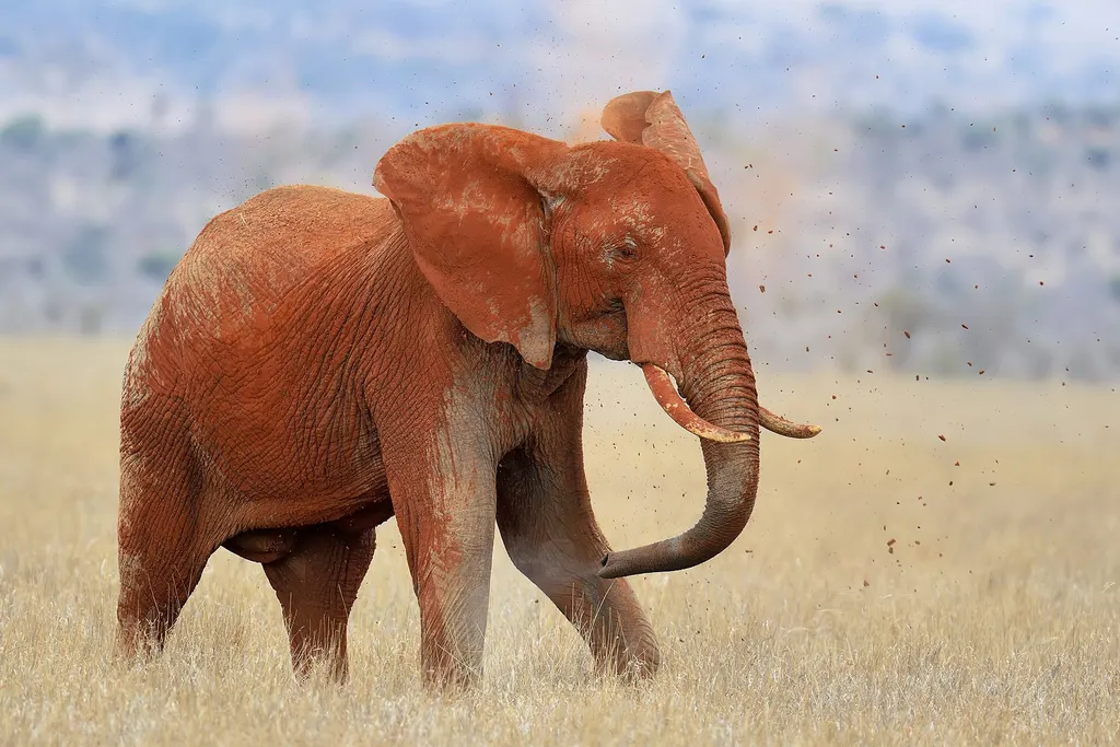 Park Narodowy Tsavo East
