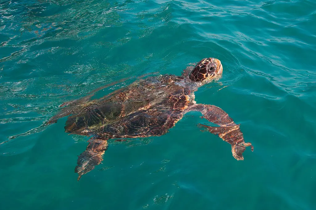 Zatoka Laganas: żółwie caretta caretta
