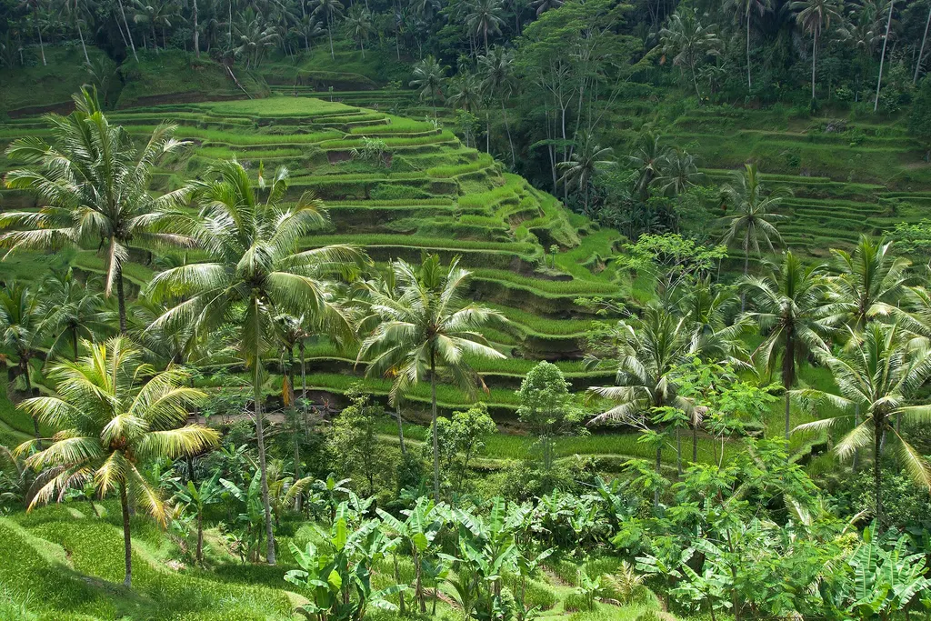 Ubud: tarasy ryżowe Tegallalang i Święty Las Małp