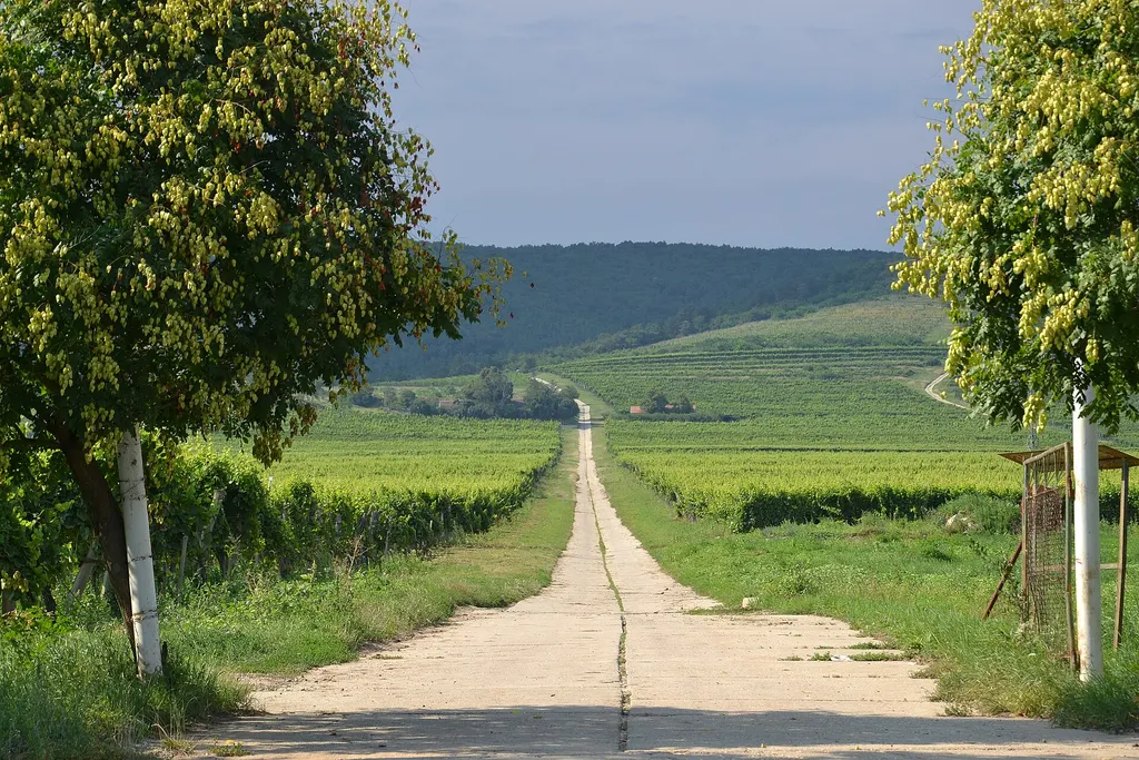 Tokaj