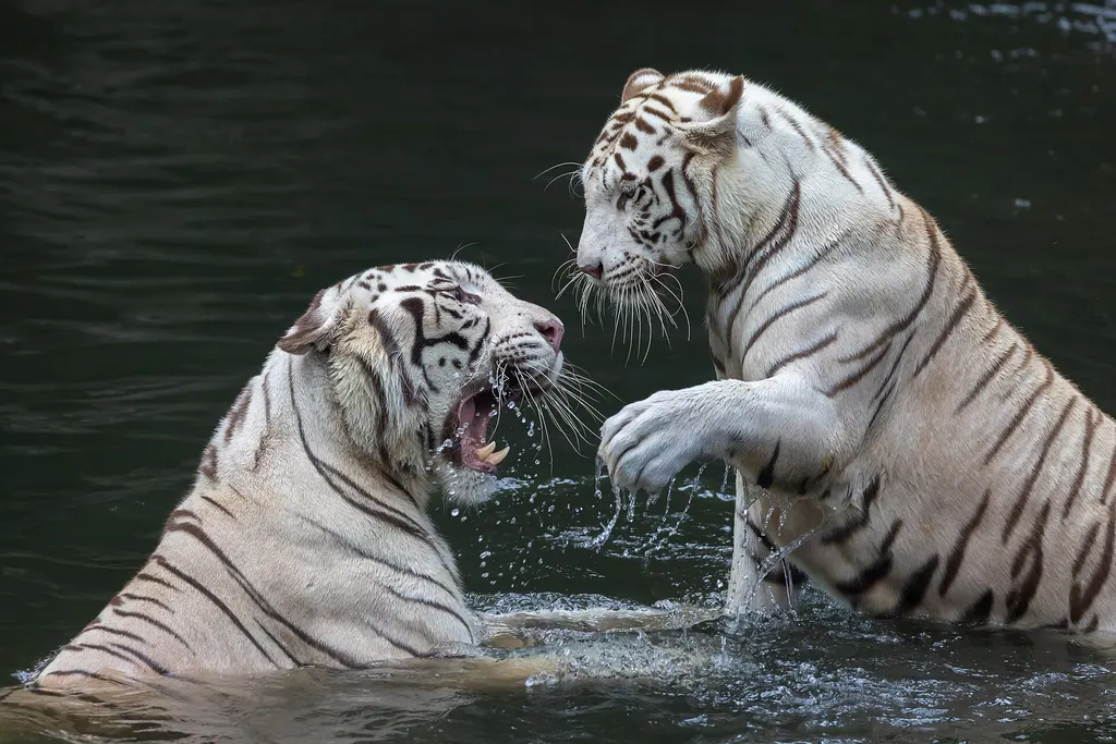 Singapore Zoo i Night Safari