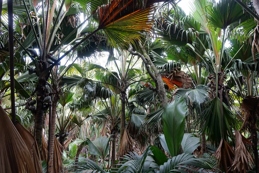 Vallée de Mai, Praslin