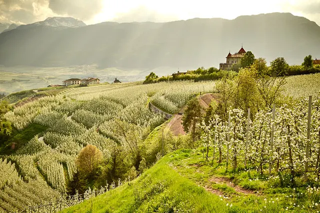 Trentino. Podróż do kwitnących widowiskowo Alp