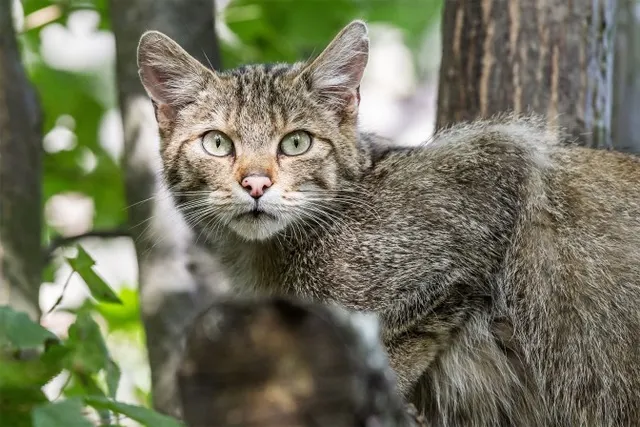 Wildkatze im Nationalpark Thayatal © Nationalparks Austria / Claudia Ebner