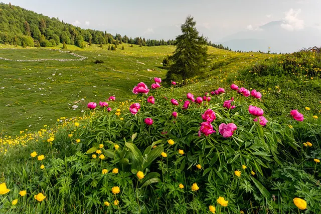 Trentino - podróż do kwitnących widowiskowo Alp