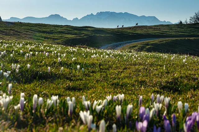 Trentino - podróż do kwitnących widowiskowo Alp