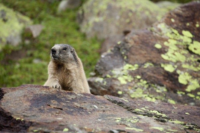 Tyrol odkryty na nowo: spotkania z naturą, joga z alpakami i wielka alpejska piątka