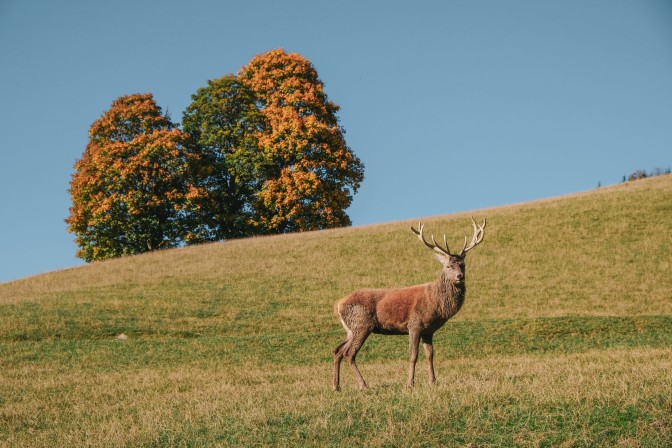 Wildpark Kitzbuehel