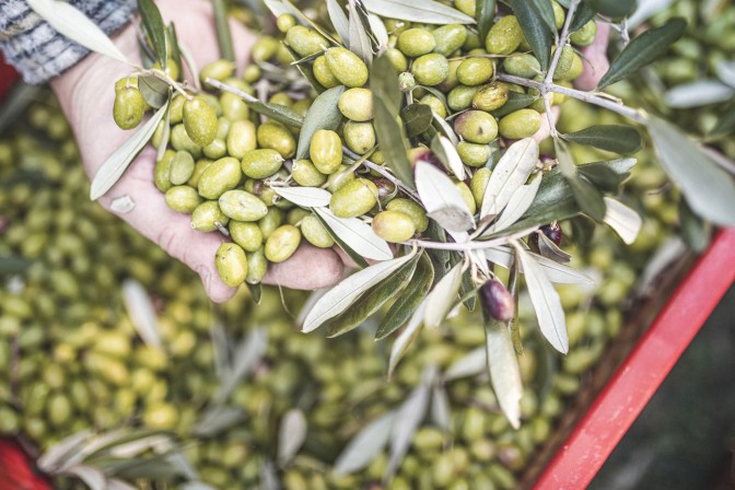 Jesienne festiwale gastronomiczne w Trentino